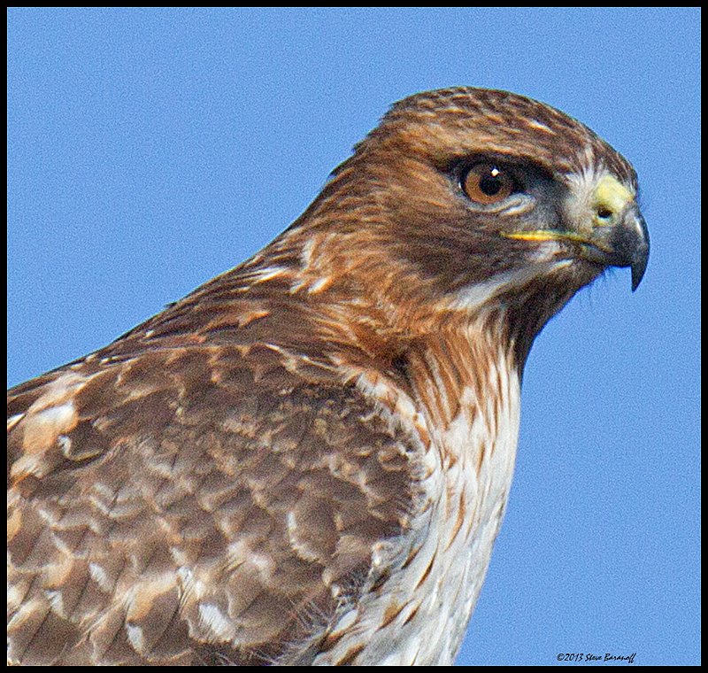 _4SB9452 red-tailed hawk portrait.jpg